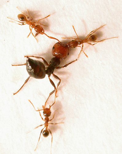 Ant Battle
