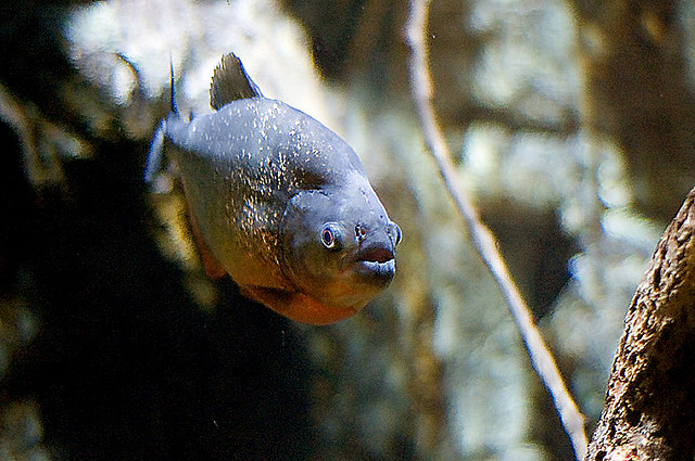 piranha